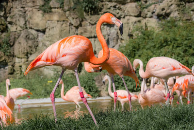 Flock of flamingo on land