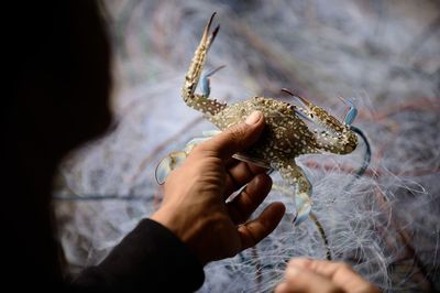 Cropped image of man holding crab