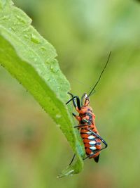 Close-up of insect on leaf