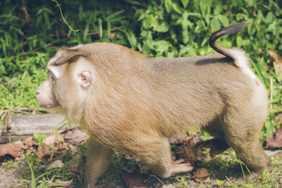 Side view of a monkey on tree