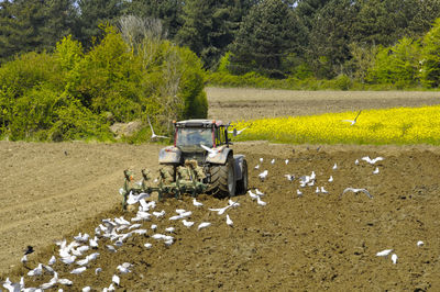 Plow tractor surrounded by seagulls