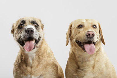 Close-up of dogs sticking out tongue against white background