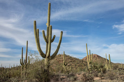 Cactus growing on field against sky