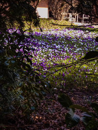 Purple flowers growing on tree