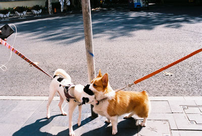 Dogs on street