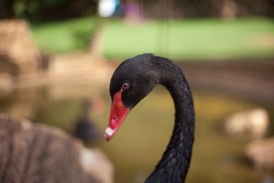 Close-up of black swan on lake