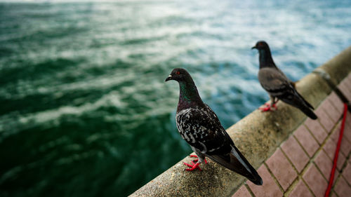 Close-up of pigeon perching on a sea