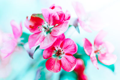 Close-up of pink cherry blossoms