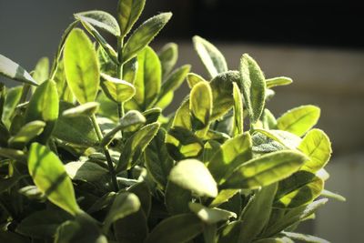 Close-up of leaves