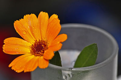 Close-up of yellow flower blooming outdoors