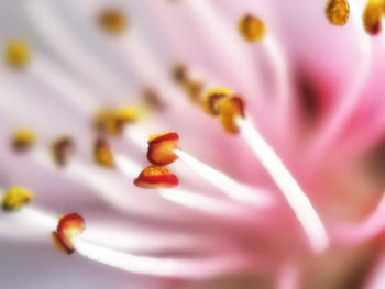 Close-up of purple crocus flower