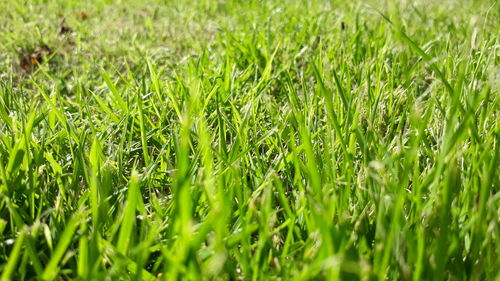 Full frame shot of fresh green field