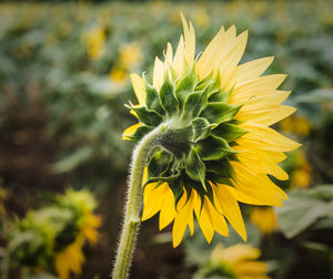 Close-up of sunflower on plant