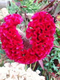 Close-up of red flowers blooming outdoors