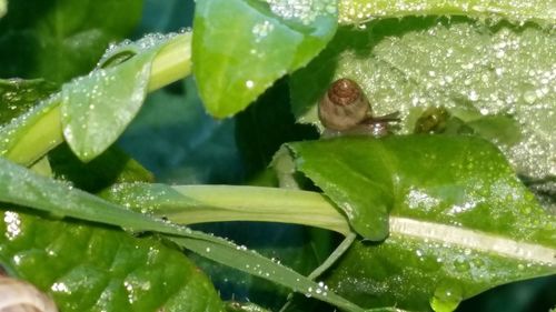 Close-up of water drops on leaves