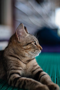 Close-up of cat resting