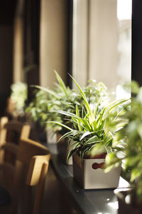 Close-up of potted plant