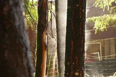 Close-up of tree trunk