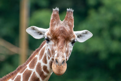 Close-up portrait of a giraffe