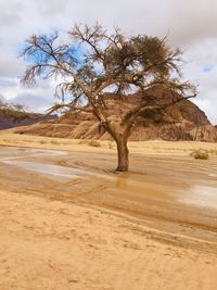 Tree in desert