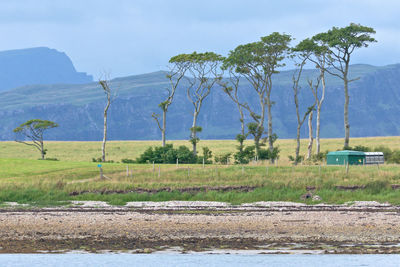 Striking line of unusual trees on the shoreline of a remote scottish island. calm waters and beach