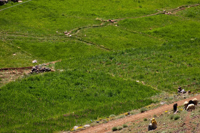 High angle view of cows grazing on field