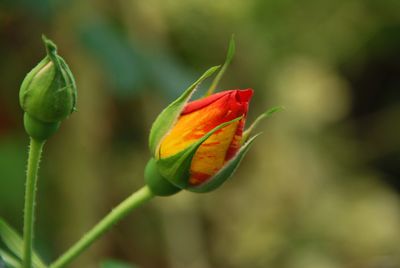 Close-up of red flower bud