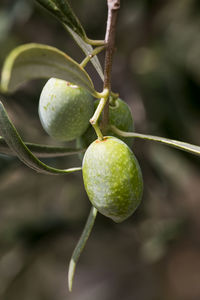 Detail of a bunch of ligurian olives used to produce high quality italian oil