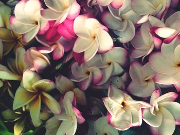 Full frame shot of multi colored flowers
