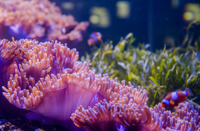 Close-up of coral underwater