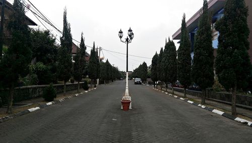 Road along trees