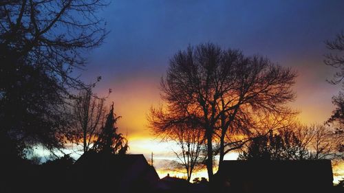 Silhouette of bare tree at sunset