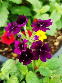 Close-up of purple flowers