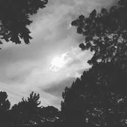 Low angle view of trees against sky