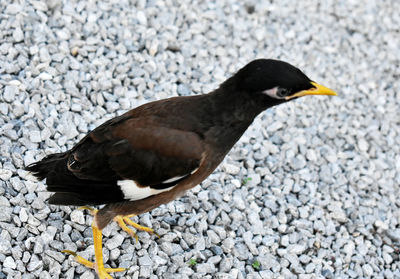 High angle view of a bird