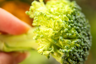 Broccoli closeup nature background. healthy green organic raw broccoli florets ready for cooking.