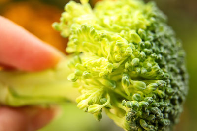 Cropped hand holding broccoli