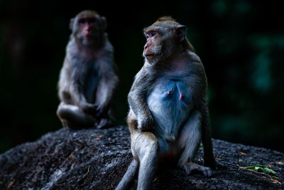 Monkey sitting on rock