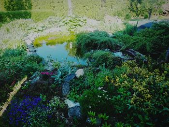 Plant growing in water