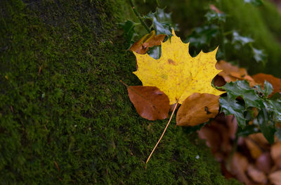 Close-up of maple leaves fallen on leaf