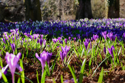 Close-up of purple crocus flowers on field