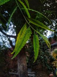 Close-up of wet plant leaves