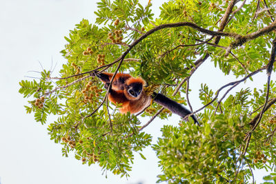 Low angle view of a tree