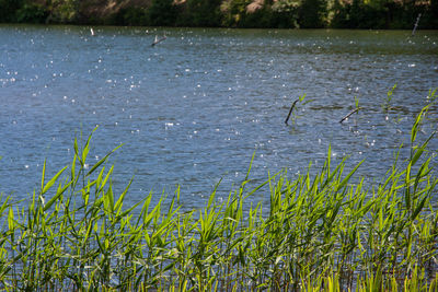 Plants growing in lake