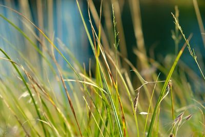 Close-up of wheat growing on field