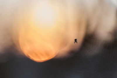 Close-up of spider on web