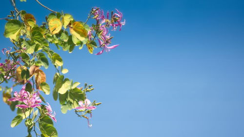 Low angle view of pink flowering plant against blue sky