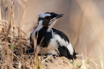 Close-up of a bird