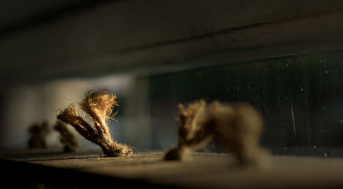Close-up of a dog