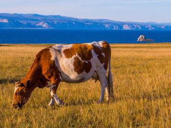 Cow standing in a field